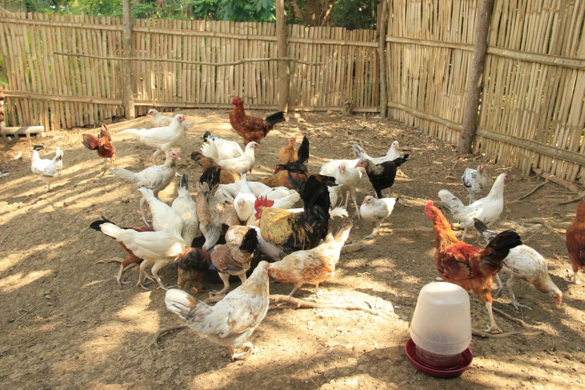 Chicken-Production.jpg