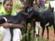Goat Gifts Boost School Enrollments in Ethiopia