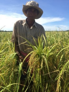 Svay Duong Heung: New Approaches to the Harvest